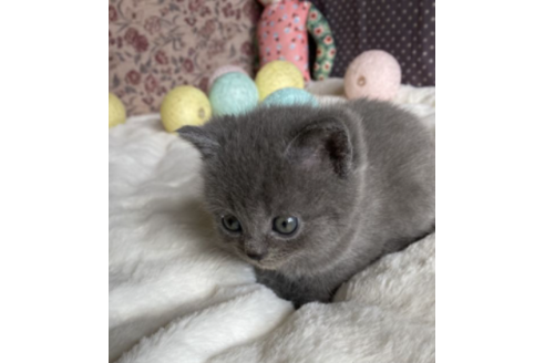 成約済の埼玉県のシャルトリュー-23373の2枚目